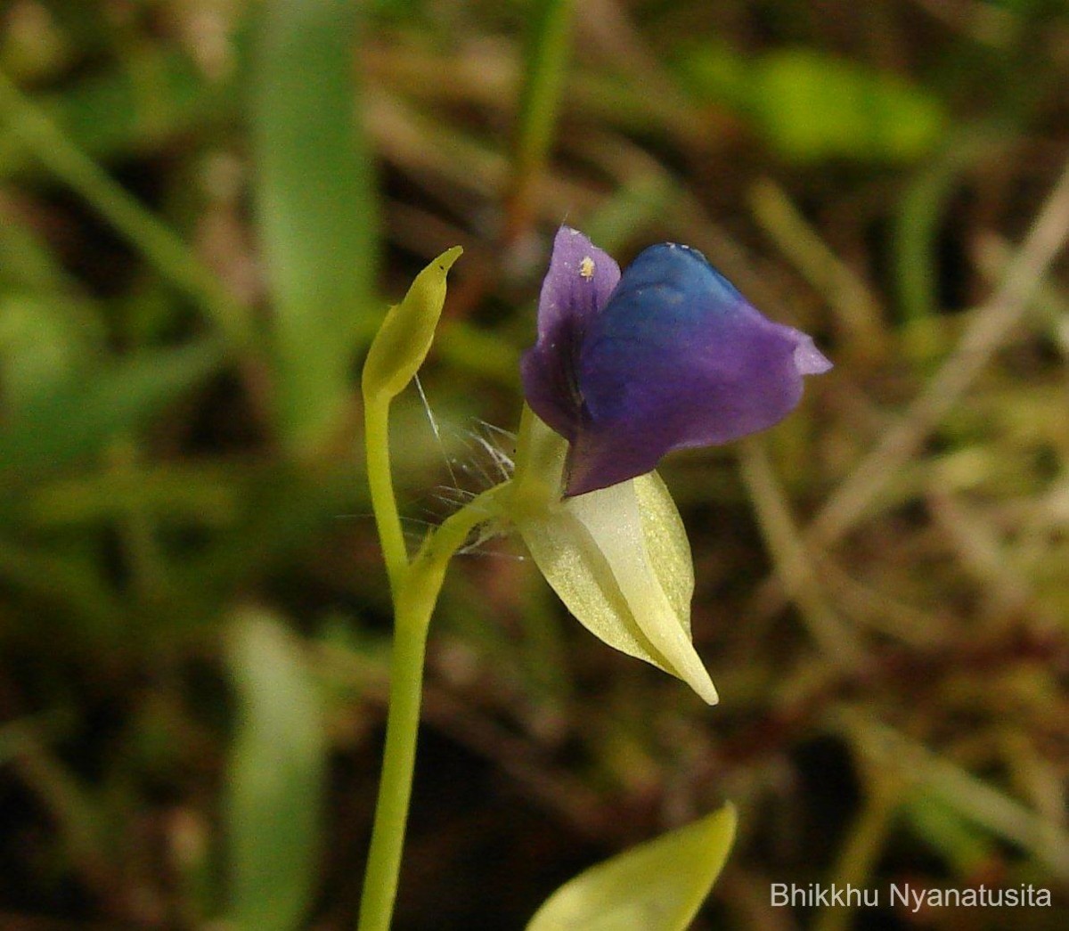 Utricularia polygaloides Edgew.